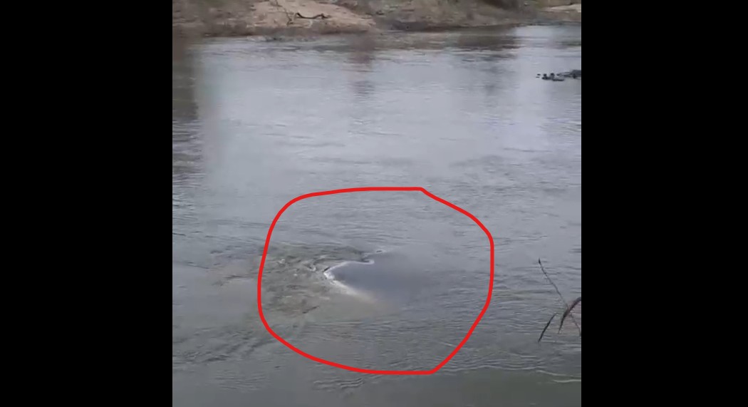 Otomobil nehre gömüldü